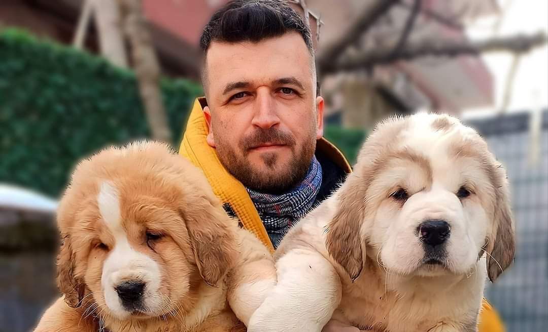 Orta Asya’nın Asil Devi Türkiye’de: Alabai Yetiştiricisi Ahmet Yavuz, Kocaeli Kartepe’den Dünyaya Açılıyor